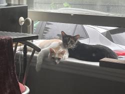 Lost Male Cat last seen St george and Central, London, ON 