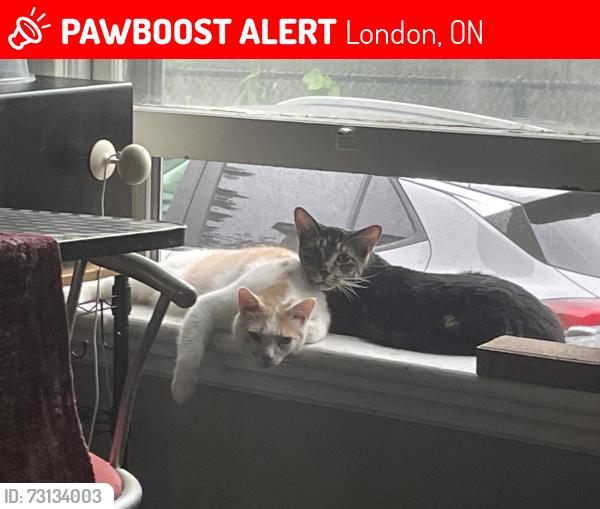 Lost Male Cat last seen St george and Central, London, ON 