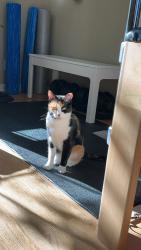 Lost Female Cat last seen Near Holdridge RD E Wayzata, MN 55391, Wayzata, MN 55391