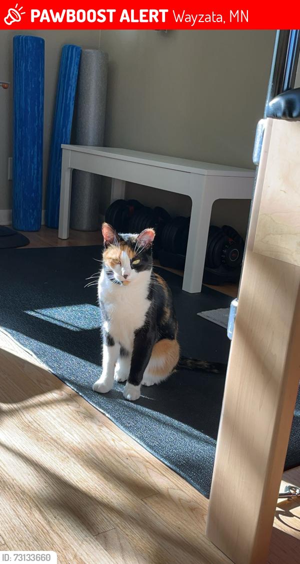 Lost Female Cat last seen Near Holdridge RD E Wayzata, MN 55391, Wayzata, MN 55391