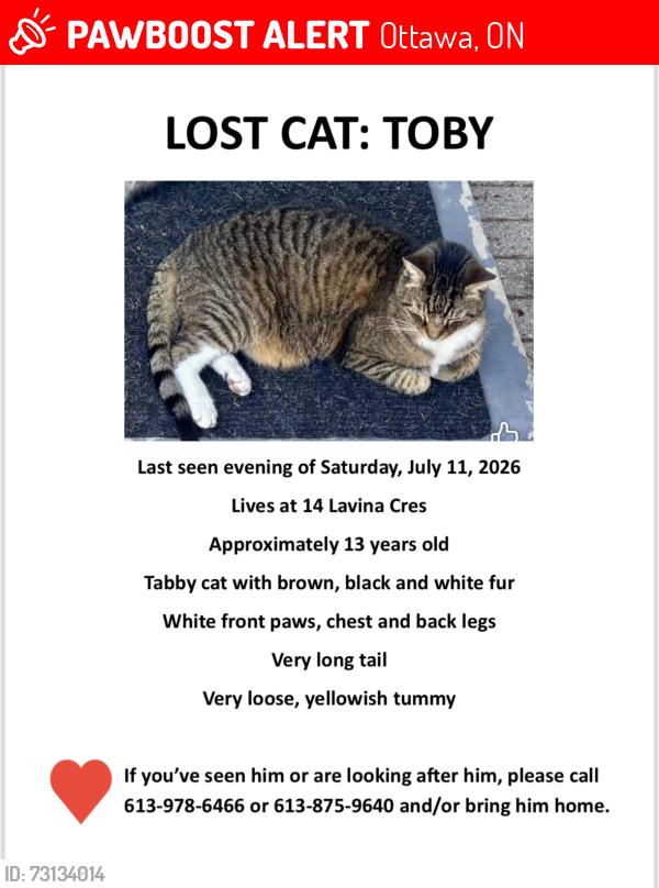 Lost Male Cat last seen Harrison st, Ottawa, ON 