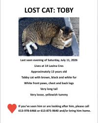 Lost Male Cat last seen Harrison st, Ottawa, ON 