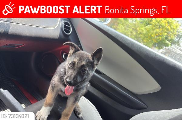 Lost Male Dog last seen Mcdonal, Bonita Springs, FL 34135