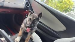 Lost Male Dog last seen Mcdonal, Bonita Springs, FL 34135