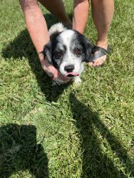 Reunited Male Dog last seen 48th terrace and Antioch, Merriam, KS 66203