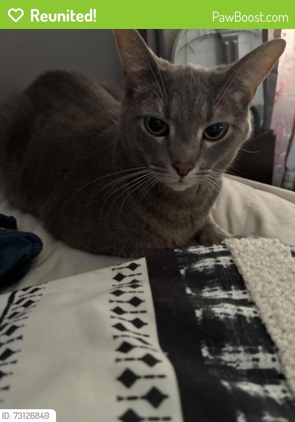 Reunited Female Cat last seen Southfield and Greenfield in between 13 and 12 mile, Southfield, MI 48076
