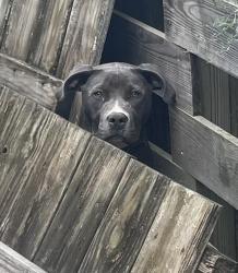 Reunited Unknown Dog last seen Teakwood Rd / Hembywood Rd., Indian Trail, NC 28079