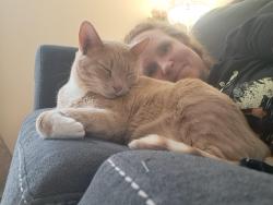Lost Male Cat last seen Forrest Hill Drive / Wyoming Road, Asheville, NC 28803
