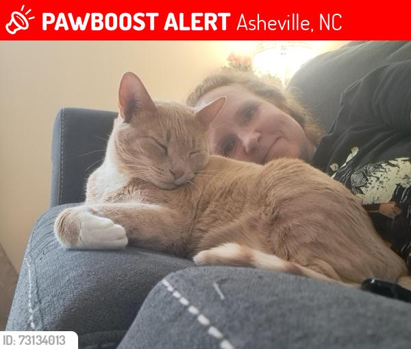 Lost Male Cat last seen Forrest Hill Drive / Wyoming Road, Asheville, NC 28803