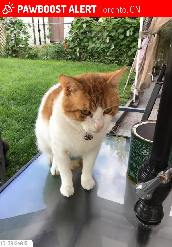 Lost Male Cat last seen Main and Danforth, Toronto, ON 