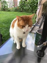 Lost Male Cat last seen Main and Danforth, Toronto, ON 