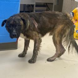 Shelter Stray Male Dog last seen , 901 N Haverty St, Pine Bluff, AR 71601, USA