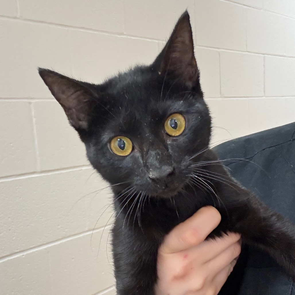 Shelter Stray Female Cat last seen , 901 N Haverty St, Pine Bluff, AR 71601, USA
