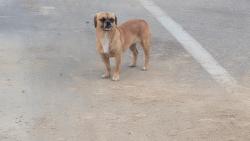 Reunited Female Dog last seen Near Goshen Avenue, Visalia, CA 93291