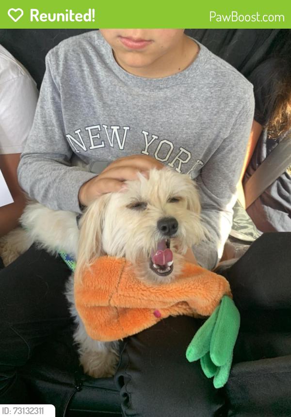 Reunited Female Dog last seen Viewpoint and seascape, Rodeo, CA 94572