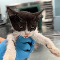 Shelter Stray Male Cat last seen , 980 Guilford College Rd, Greensboro, NC 27409, USA