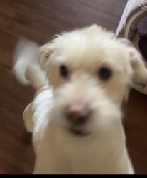 Lost Male Dog last seen Possibly near Friendship park, Hollingsworth, Telsis, Nogales High school, West Covina, CA 91792