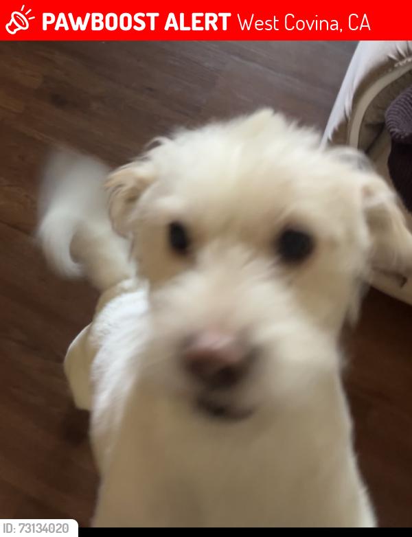 Lost Male Dog last seen Possibly near Friendship park, Hollingsworth, Telsis, Nogales High school, West Covina, CA 91792