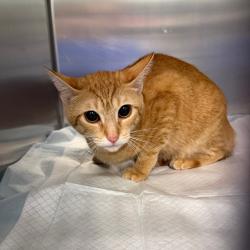 Shelter Stray Unknown Cat last seen , 980 Guilford College Rd, Greensboro, NC 27409, USA