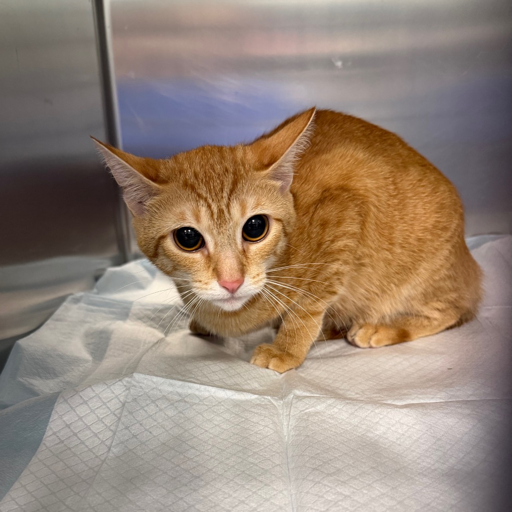 Shelter Stray Unknown Cat last seen , 980 Guilford College Rd, Greensboro, NC 27409, USA