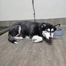 Shelter Stray Female Dog last seen , 361 S Raymond Ave, Pasadena, CA 91105, USA