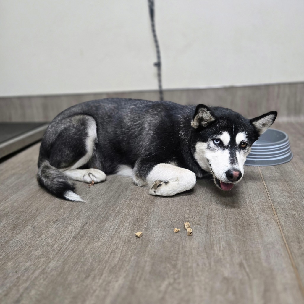 Shelter Stray Female Dog last seen , 361 S Raymond Ave, Pasadena, CA 91105, USA