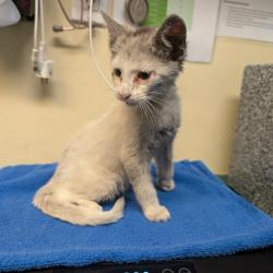 Shelter Stray Male Cat last seen , 361 S Raymond Ave, Pasadena, CA 91105, USA