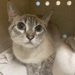 Shelter Stray Female Cat last seen , 361 S Raymond Ave, Pasadena, CA 91105, USA