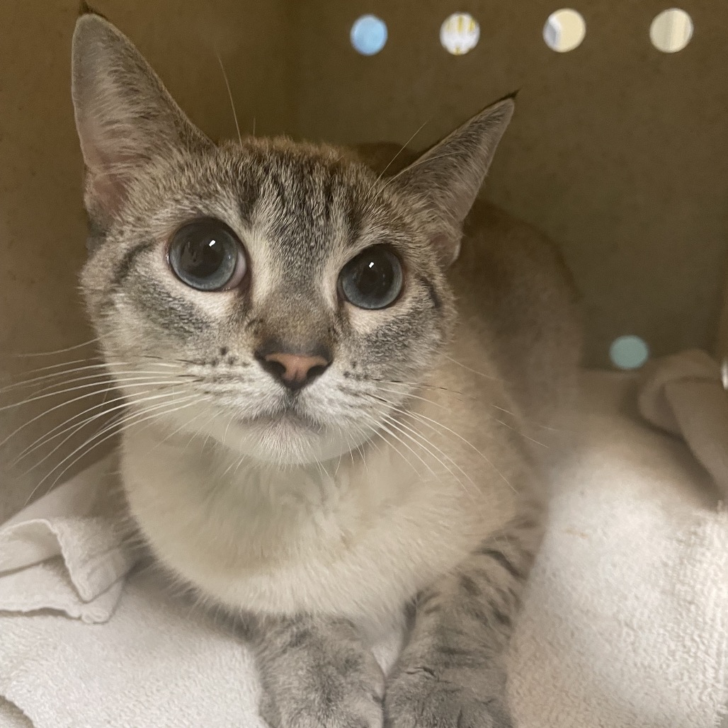Shelter Stray Female Cat last seen , 361 S Raymond Ave, Pasadena, CA 91105, USA