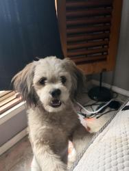 Found/Stray Male Dog last seen Near grissom circle, San Antonio, TX 78251