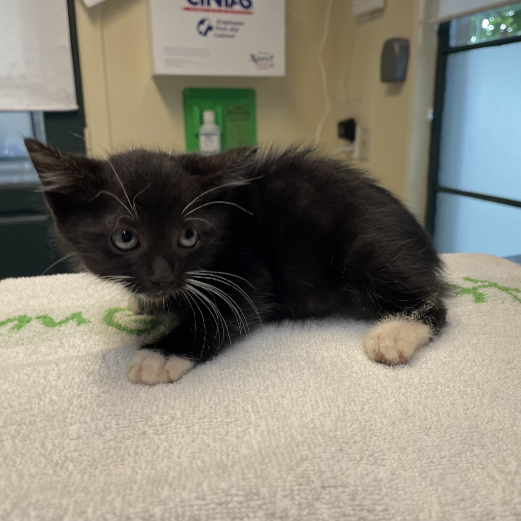 Shelter Stray Male Cat last seen , 361 S Raymond Ave, Pasadena, CA 91105, USA