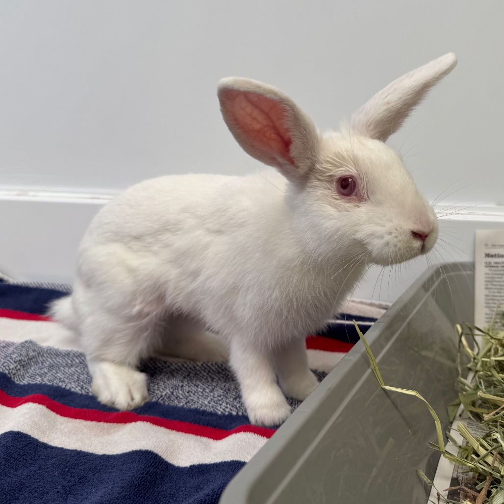 Shelter Stray Female Rabbit last seen , 361 S Raymond Ave, Pasadena, CA 91105, USA