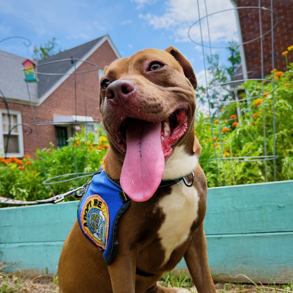 Shelter Stray Male Dog last seen , 328 Furman Hall Rd, Greenville, SC 29609, USA