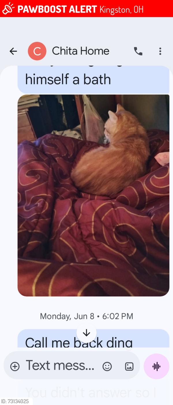 Lost Male Cat last seen Kingston Adelphi Rd and 159, Kingston, OH 45601