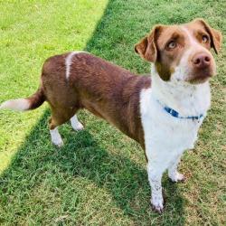 Shelter Stray Female Dog last seen , 2951 S 1st St, Cabot, AR 72023, USA