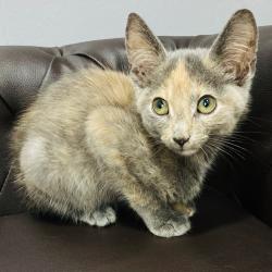 Shelter Stray Female Cat last seen , 2951 S 1st St, Cabot, AR 72023, USA