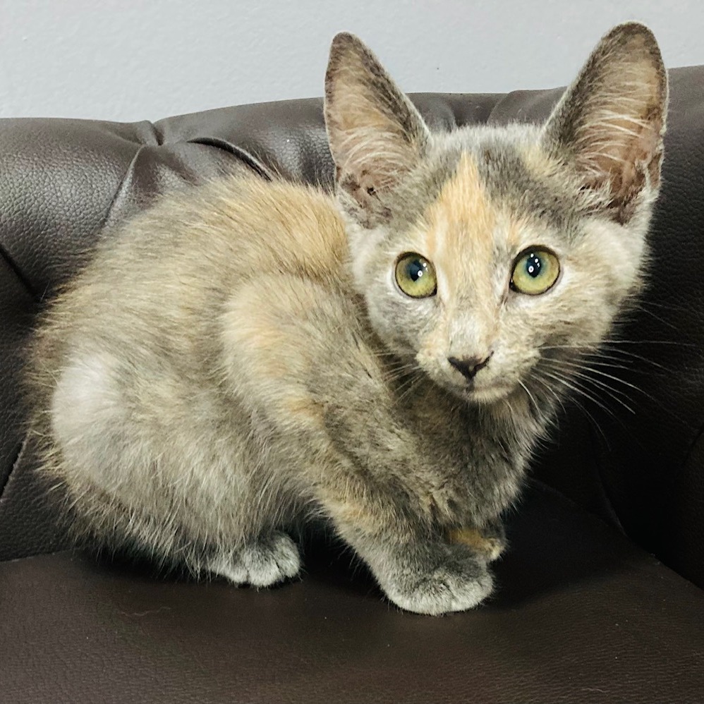 Shelter Stray Female Cat last seen , 2951 S 1st St, Cabot, AR 72023, USA