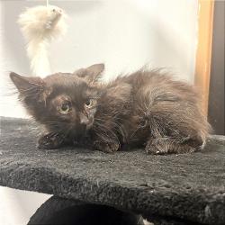 Shelter Stray Male Cat last seen , 2951 S 1st St, Cabot, AR 72023, USA