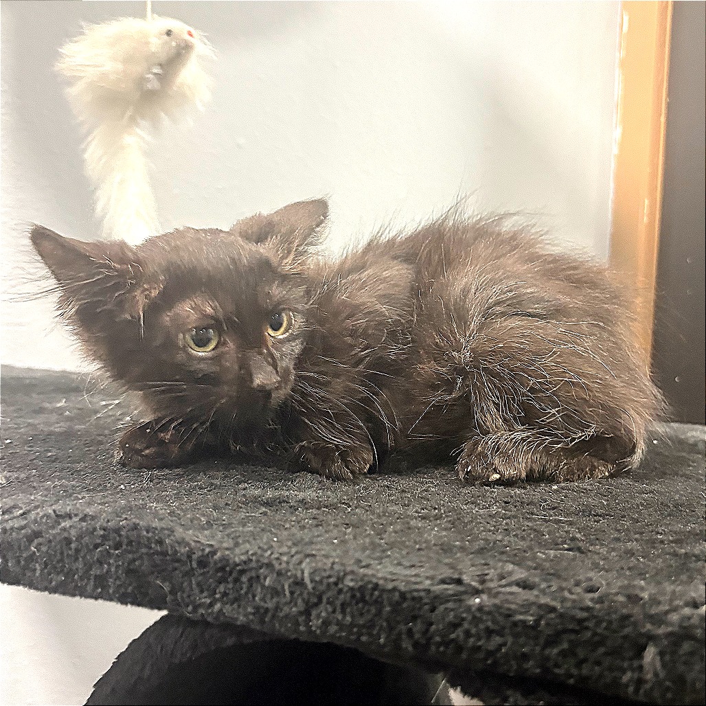 Shelter Stray Male Cat last seen , 2951 S 1st St, Cabot, AR 72023, USA