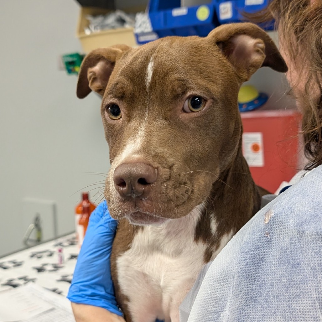 Shelter Stray Female Dog last seen , 328 Furman Hall Rd, Greenville, SC 29609, USA