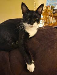 Reunited Female Cat last seen Ridgetop dr/country glen, Keizer, OR 97303