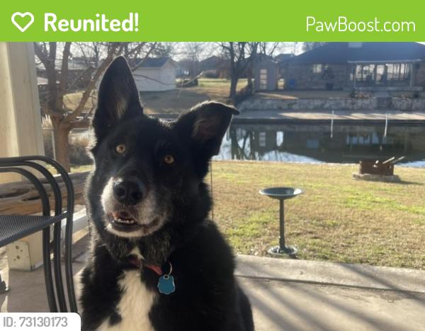 Reunited Male Dog last seen Davis road, Granbury, TX 76049