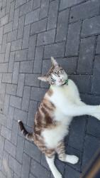 Reunited Male Cat last seen Hamar Way, West Midlands, England 