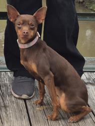 Reunited Female Dog last seen Near garden, Grandview, MO 64030