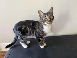 Lost Male Cat last seen N Rick St and Bond St, Orange, CA 92869