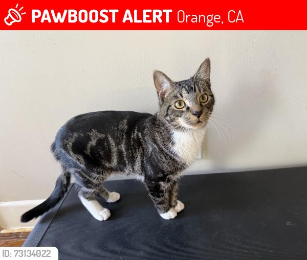 Lost Male Cat last seen N Rick St and Bond St, Orange, CA 92869