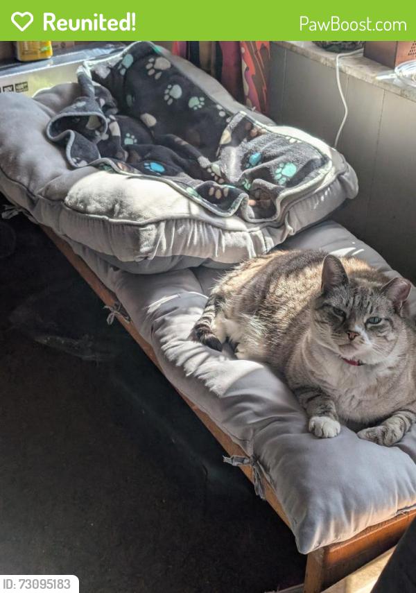 Reunited Female Cat last seen Lambert st ,Woodstock st, Philadelphia, PA 19145