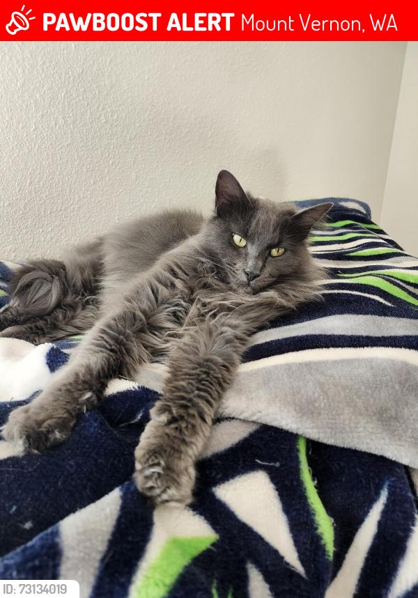 Lost Female Cat last seen Near N Waugh Rd Mount Vernon, Mount Vernon, WA 98273