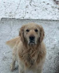Reunited Male Dog last seen Henderson Bend Rd, Calhoun, GA 30701