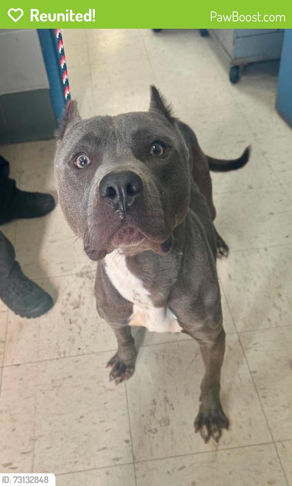Reunited Male Dog last seen Ivy and Flandrau, Saint Paul, MN 55106
